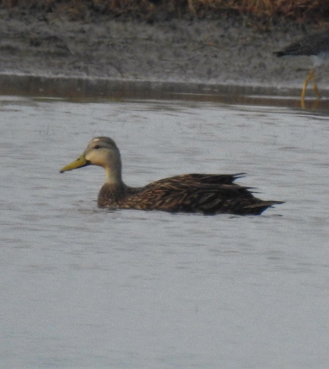 Mottled Duck - ML98433071