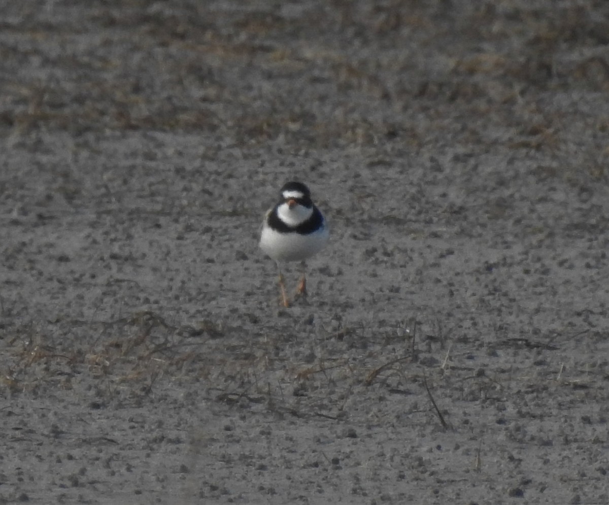 Semipalmated Plover - ML98433361