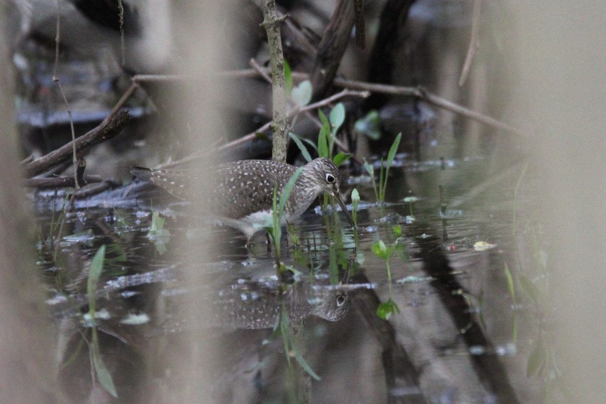 Solitary Sandpiper - ML98434291