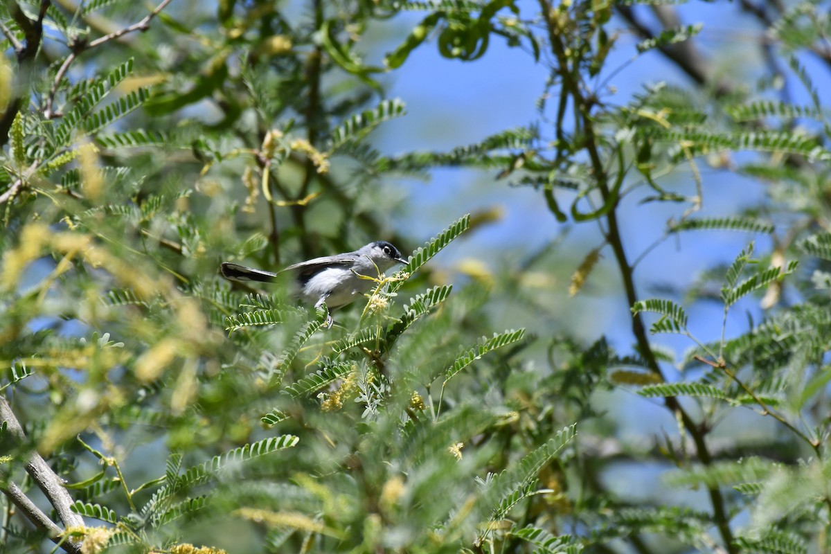 Black-tailed Gnatcatcher - ML98435141