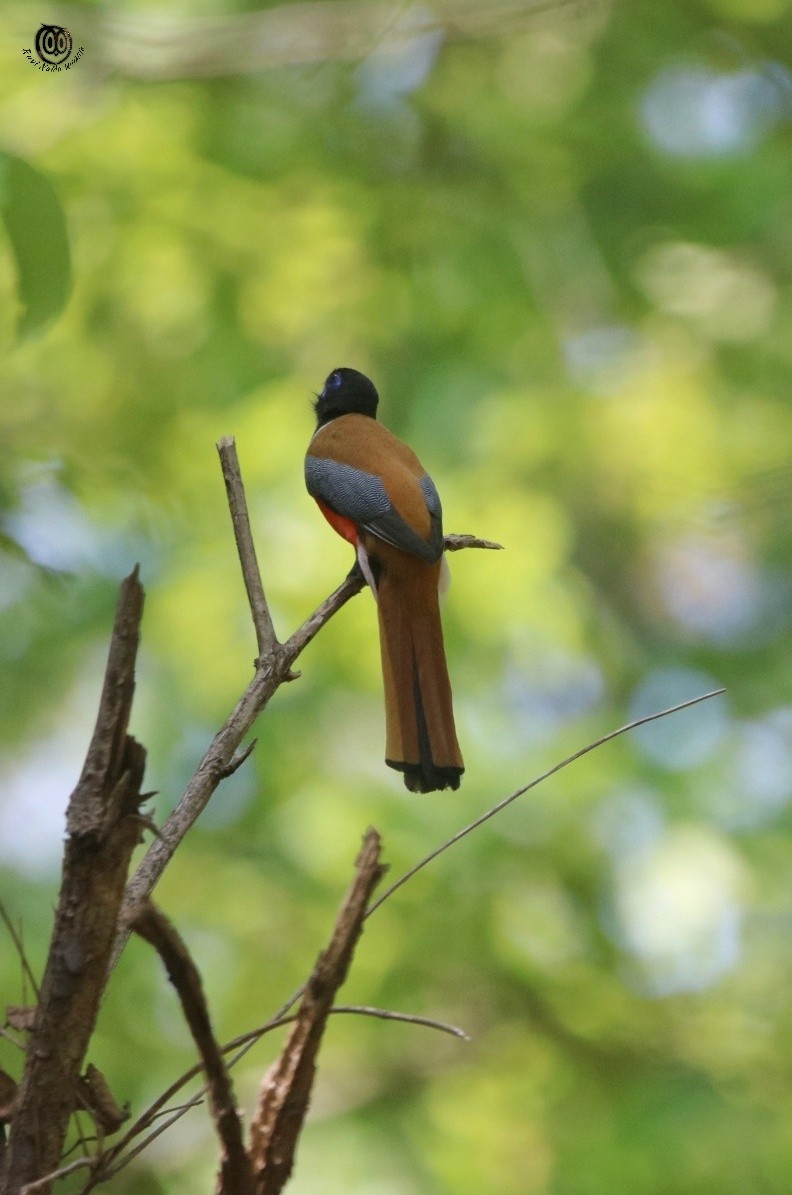 Malabar Trogon - ML98437711