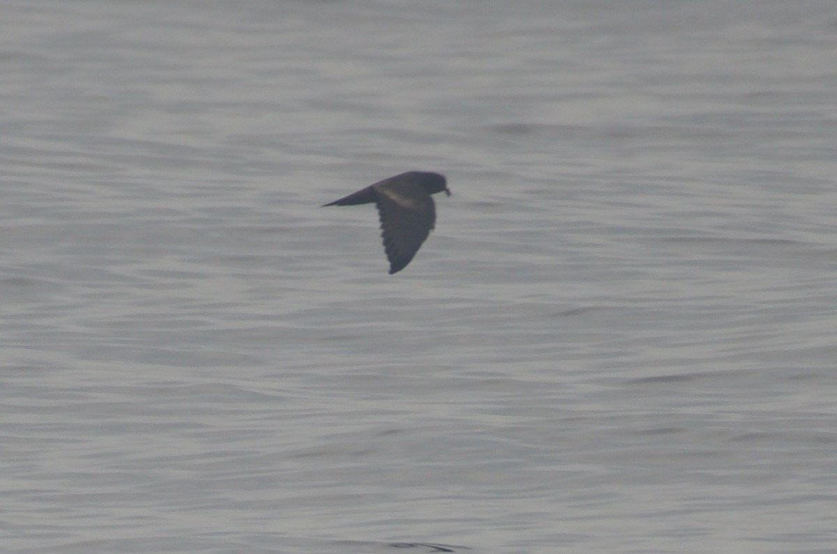 Least Storm-Petrel - ML98437801