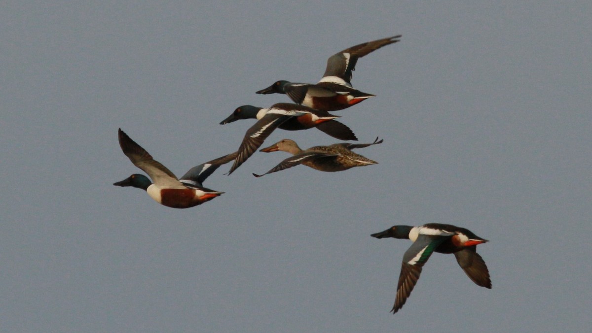 Northern Shoveler - ML98438211