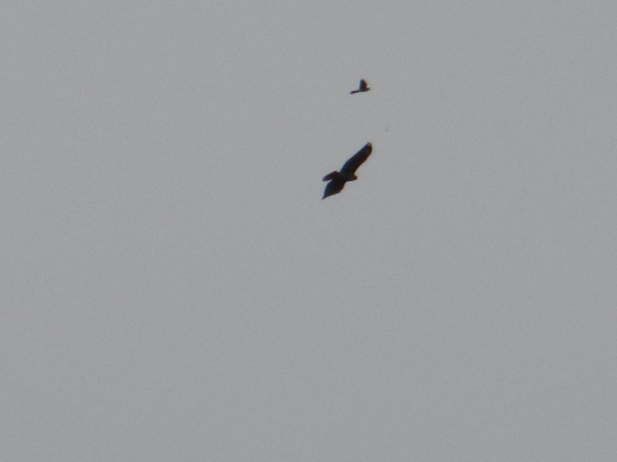 American Kestrel - ML98438371