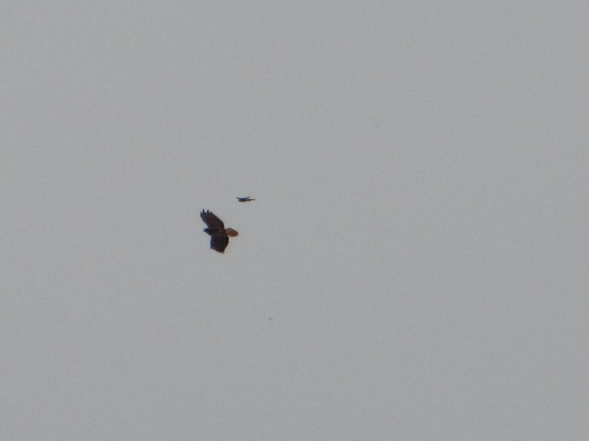 American Kestrel - ML98438391
