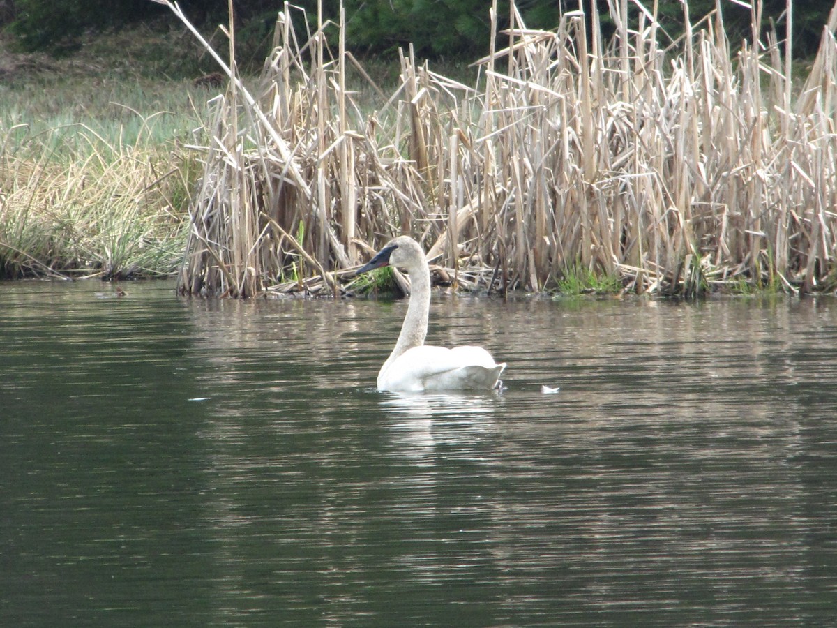 Trumpeter Swan - ML98438431