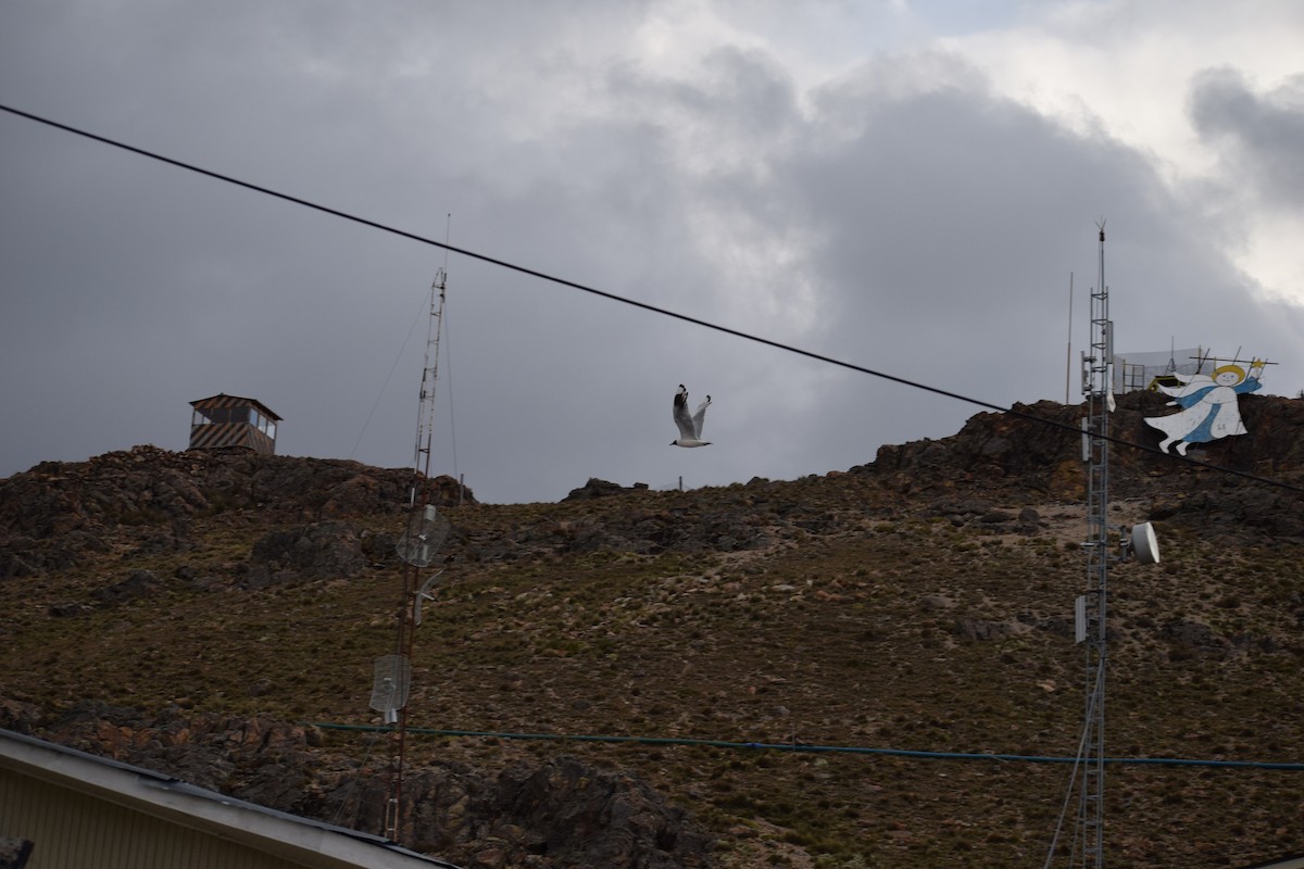 Mouette des Andes - ML98438501