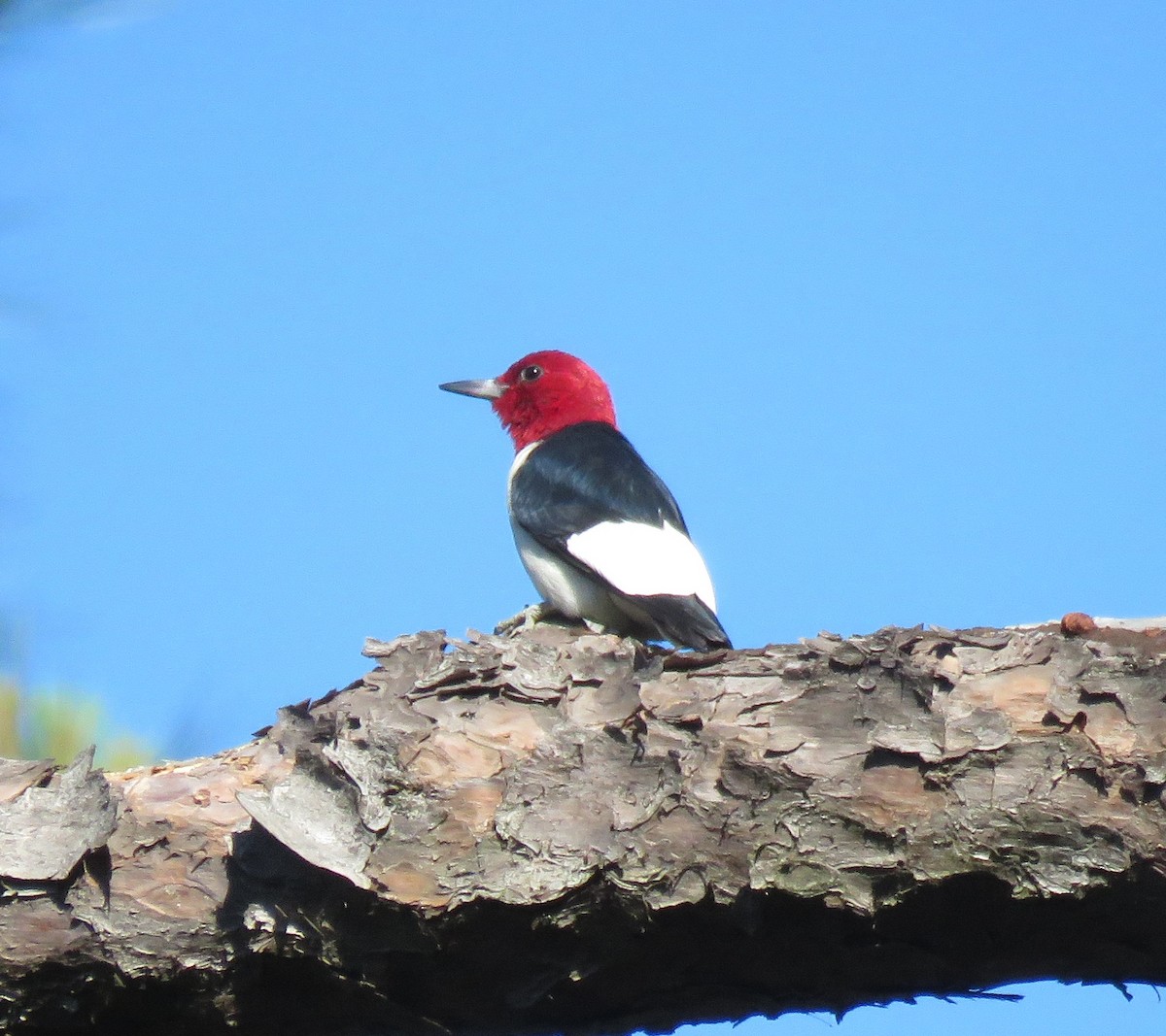 Red-headed Woodpecker - Jan Thom