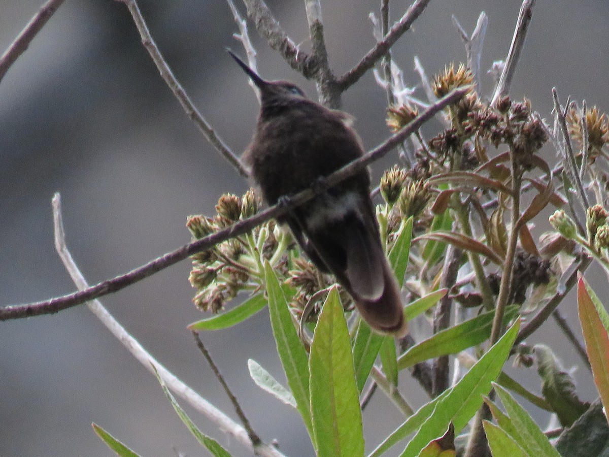 Black Metaltail - ML98438821