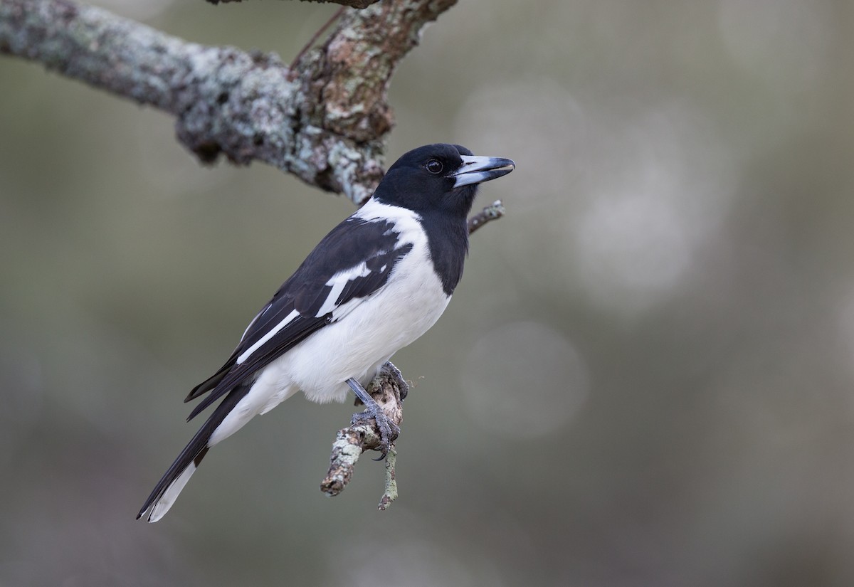 Pied Butcherbird - Geoff Dennis