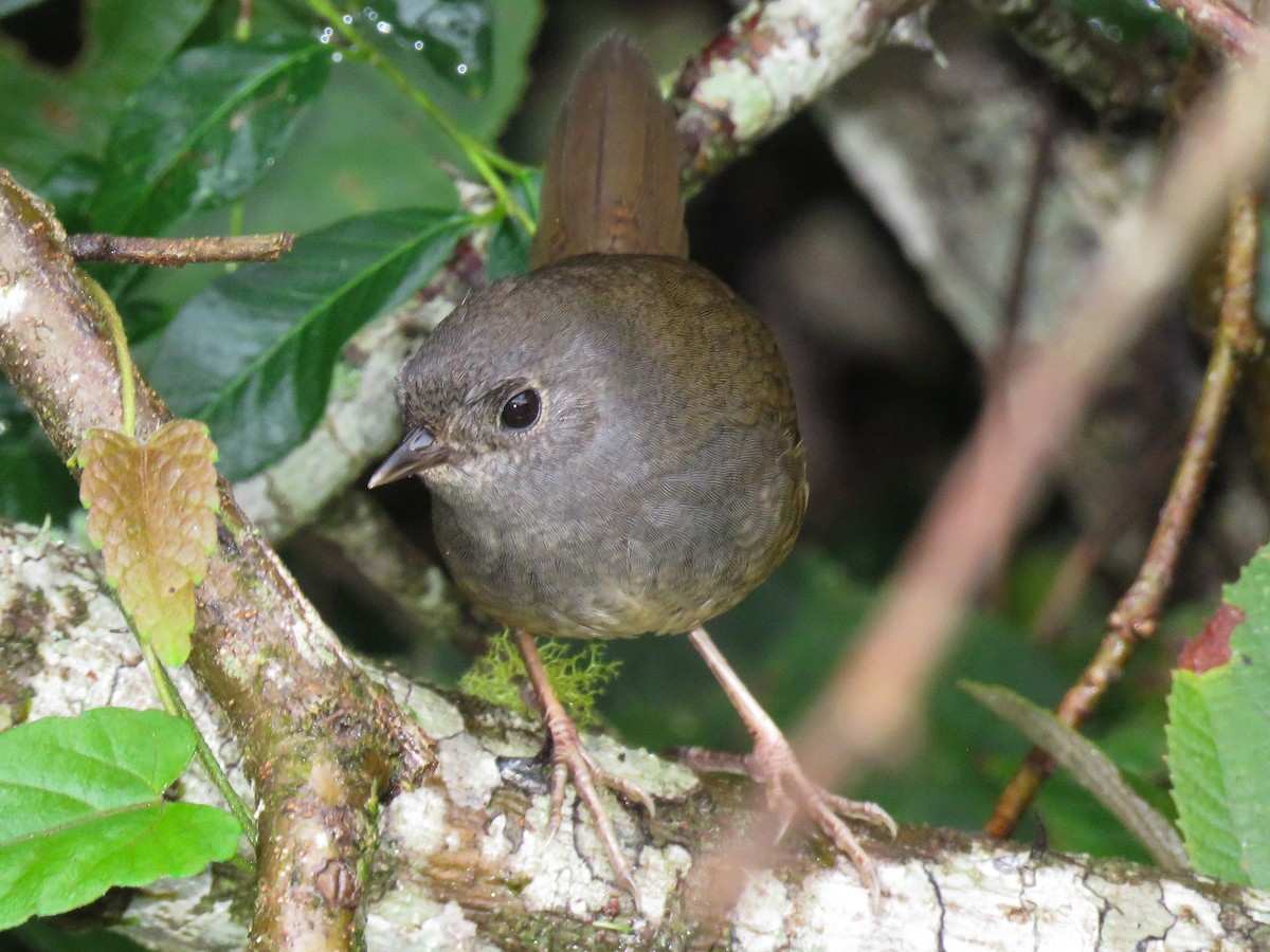 Planalto Tapaculo - Raphael Kurz -  Aves do Sul