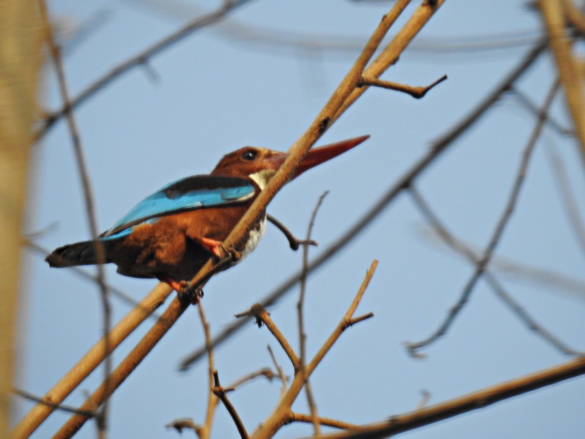 White-throated Kingfisher - Fermin Jose