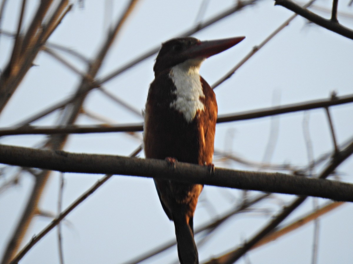 White-throated Kingfisher - Fermin Jose