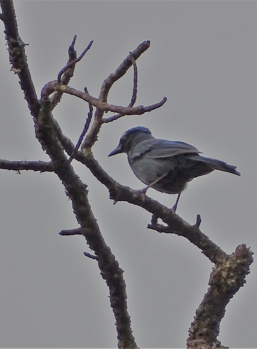 Steller's Jay - Alfonso Auerbach