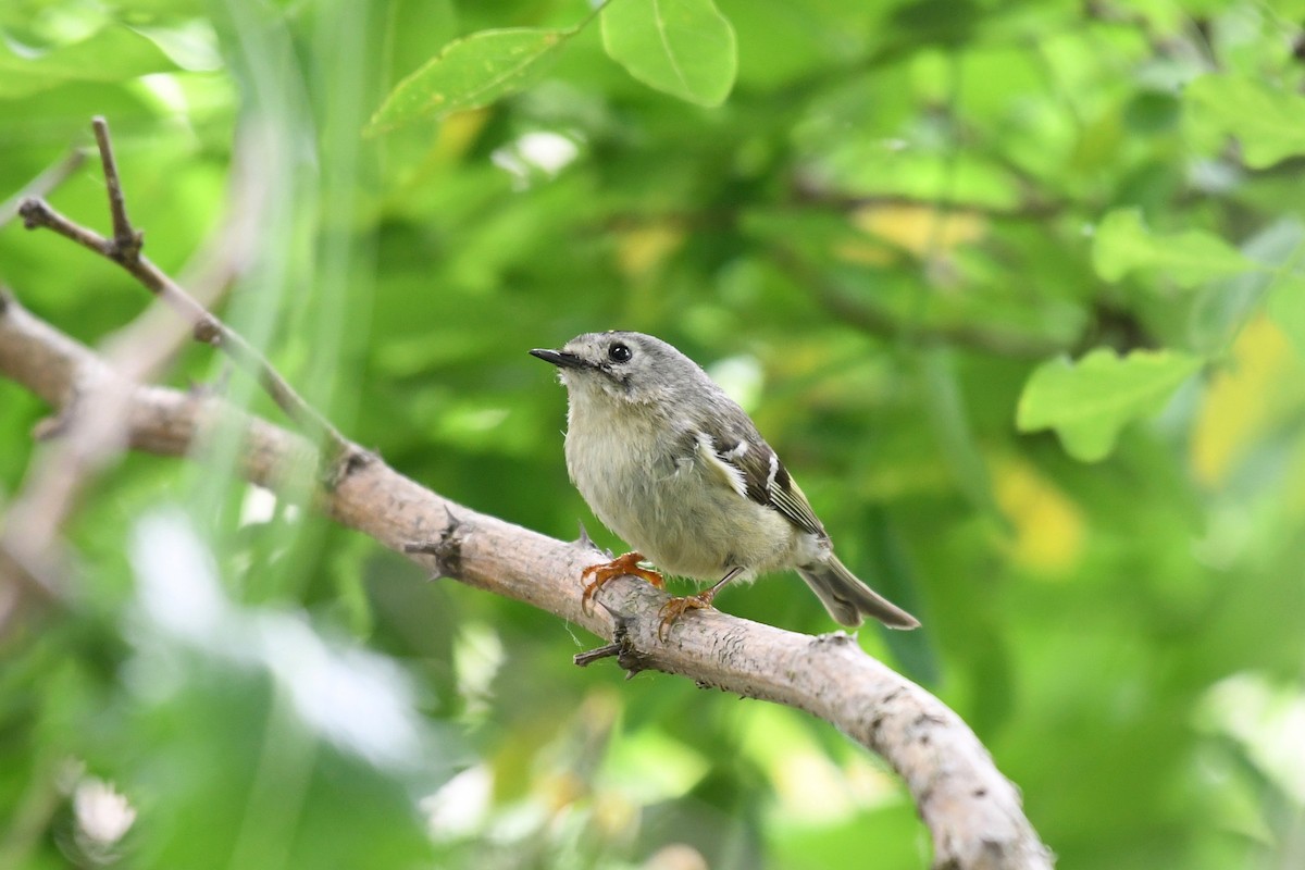 Goldcrest - ML98446371