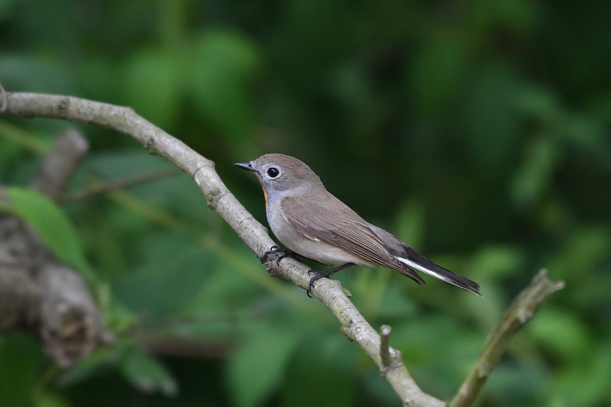 Taiga Flycatcher - Yasuhiko Komatsu