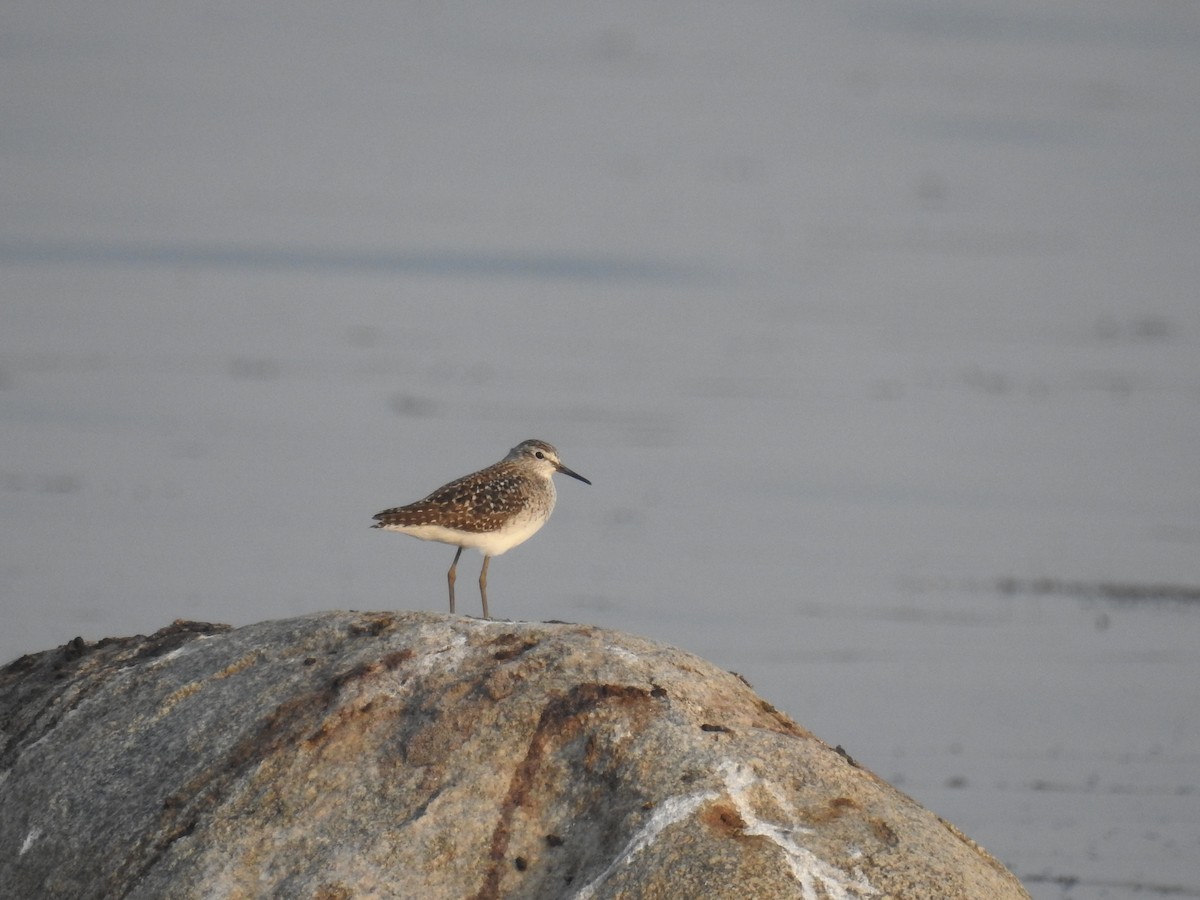 Wood Sandpiper - Ashwin Viswanathan