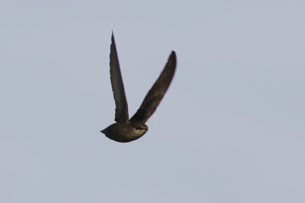 Chimney Swift - John C Sullivan