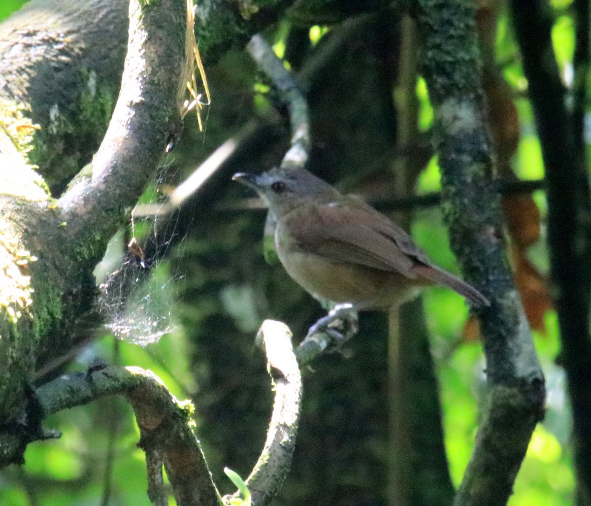 Horsfield's Babbler - ML98453571