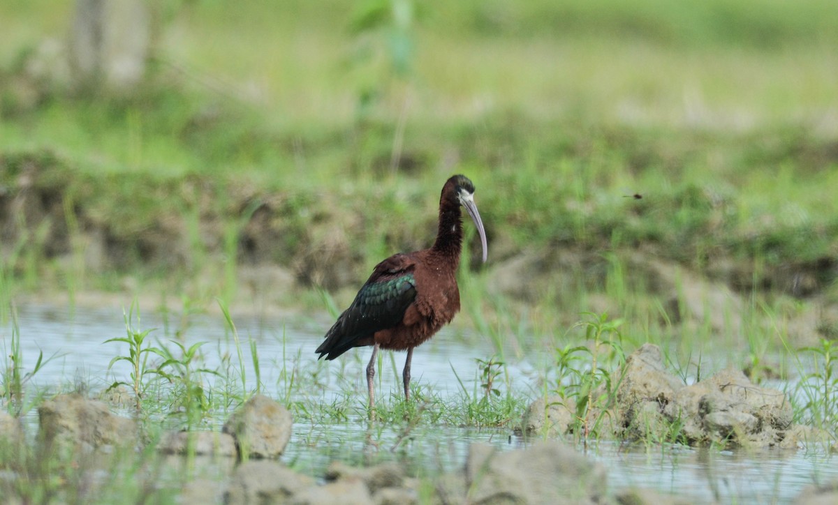 Glossy Ibis - ML98453591
