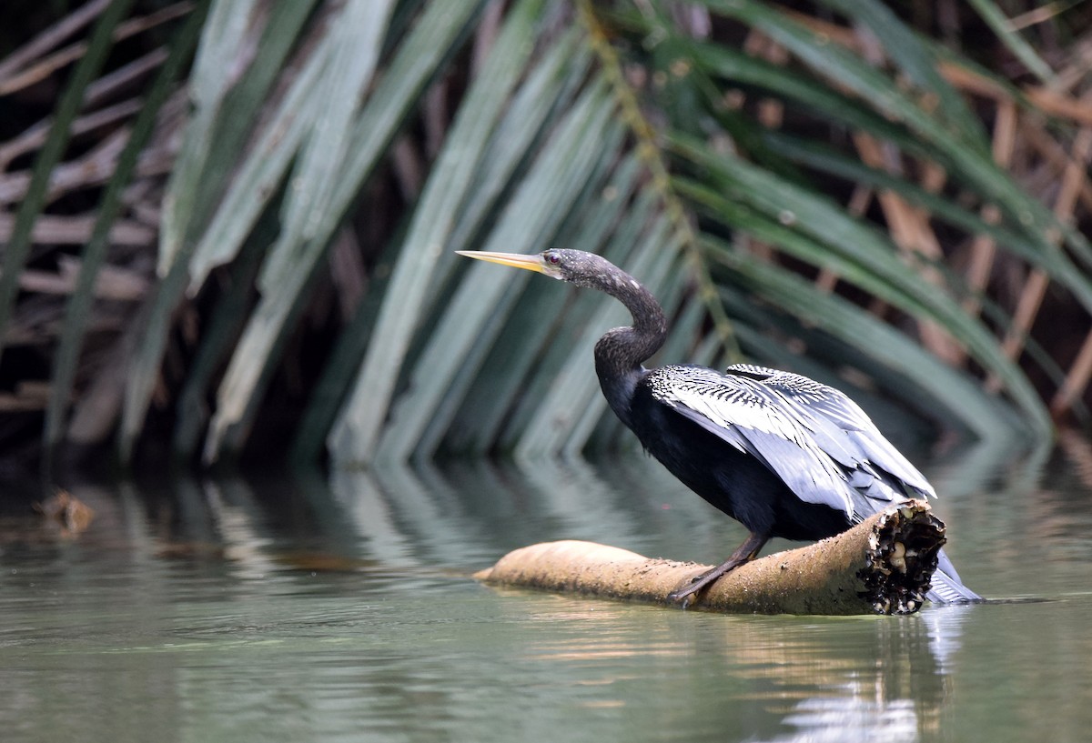 Anhinga - A Emmerson