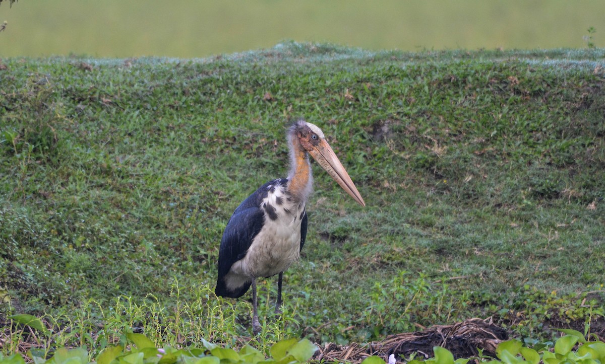 Lesser Adjutant - ML98454871