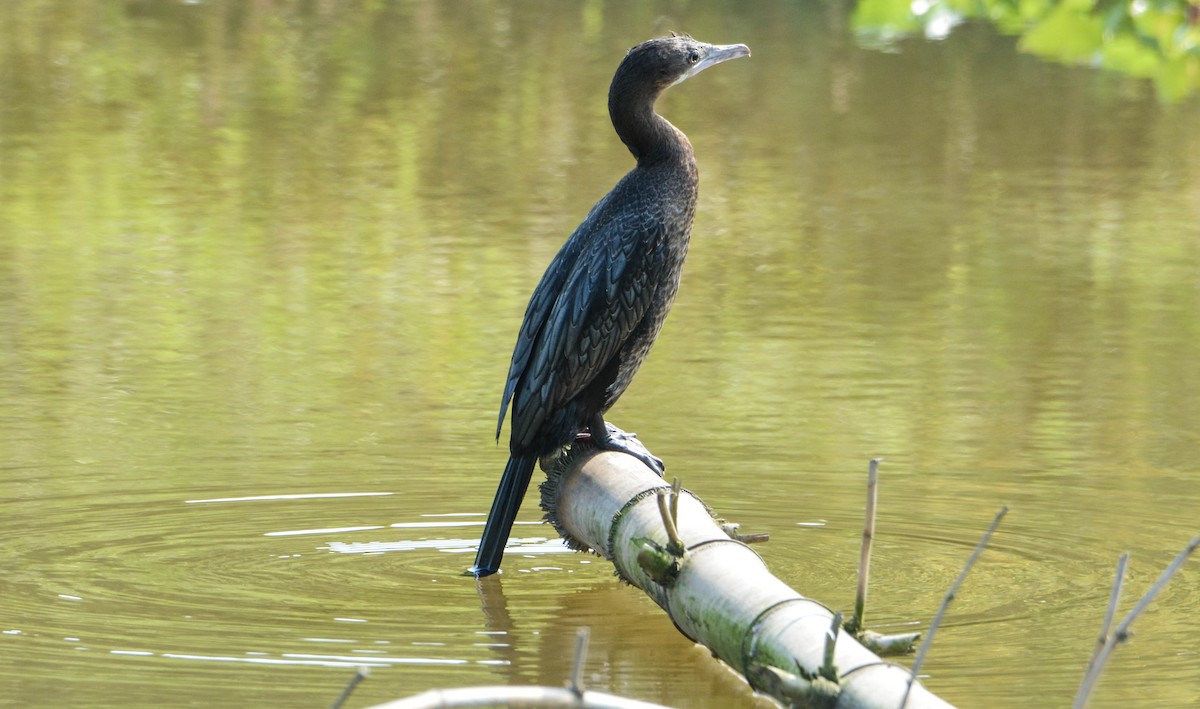 Little Cormorant - Jitendra Sarmah