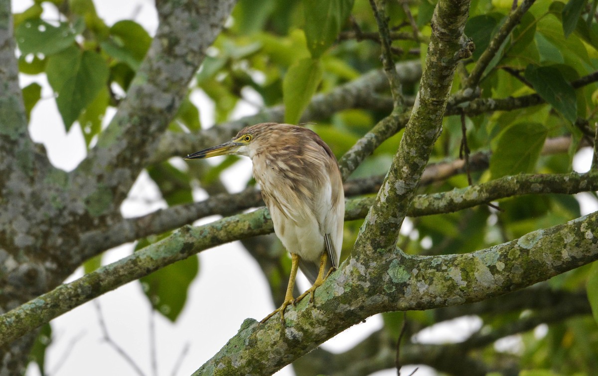 Indian Pond-Heron - ML98455131
