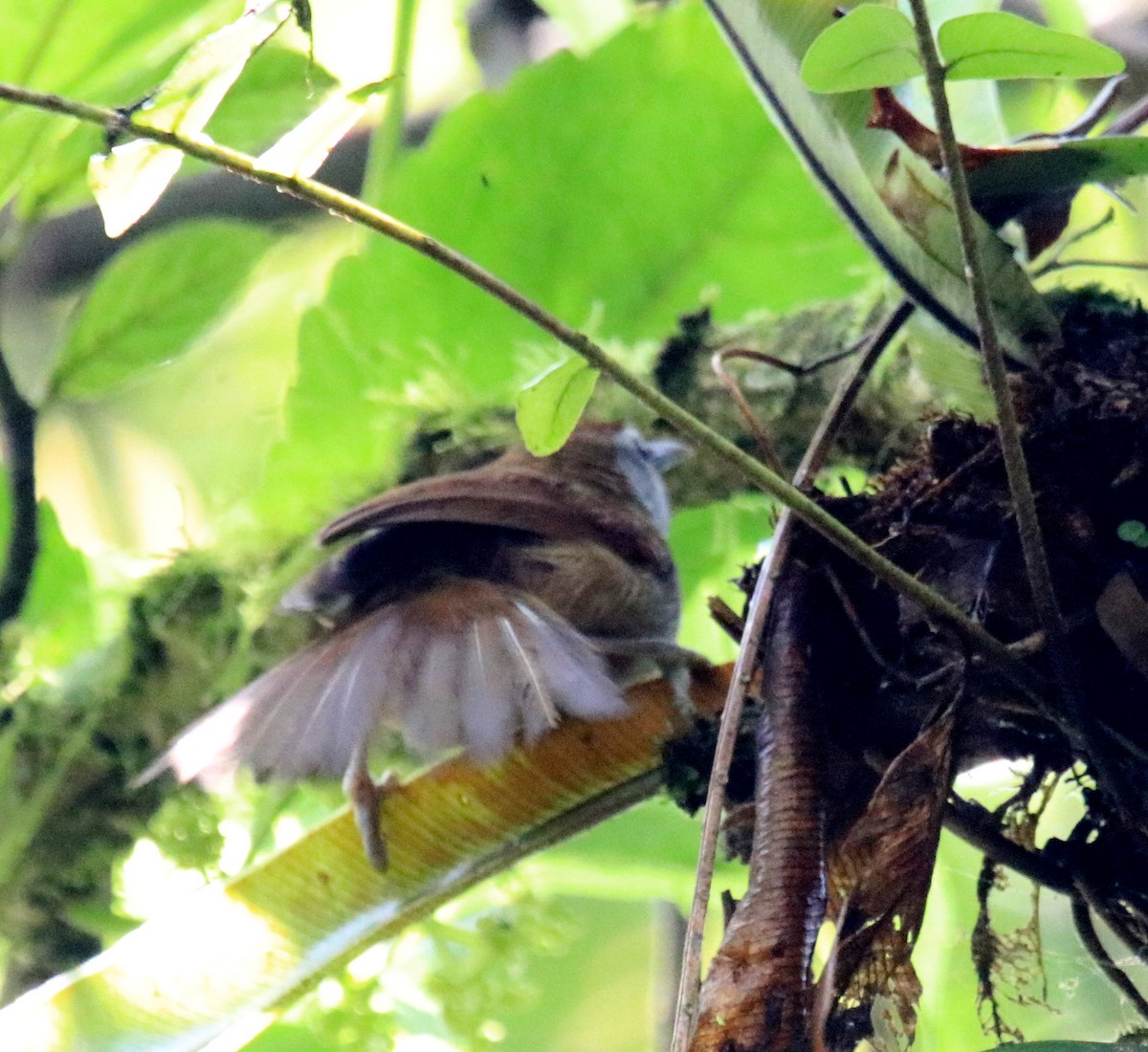 Crescent-chested Babbler - ML98455761