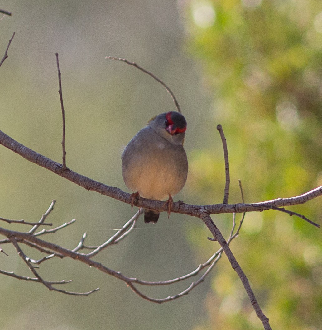 Red-browed Firetail - ML98455851