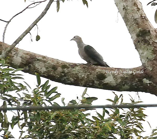 Green Imperial-Pigeon - Wendy Chin