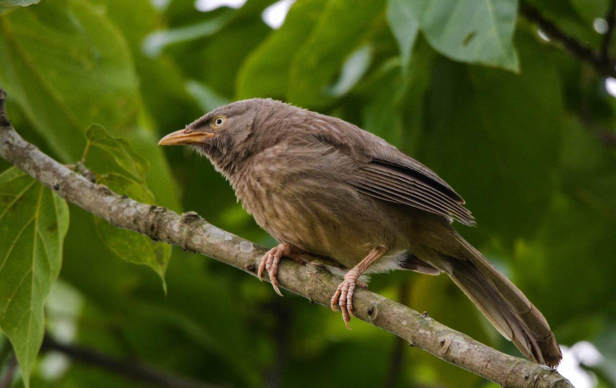 Jungle Babbler - ML98456321