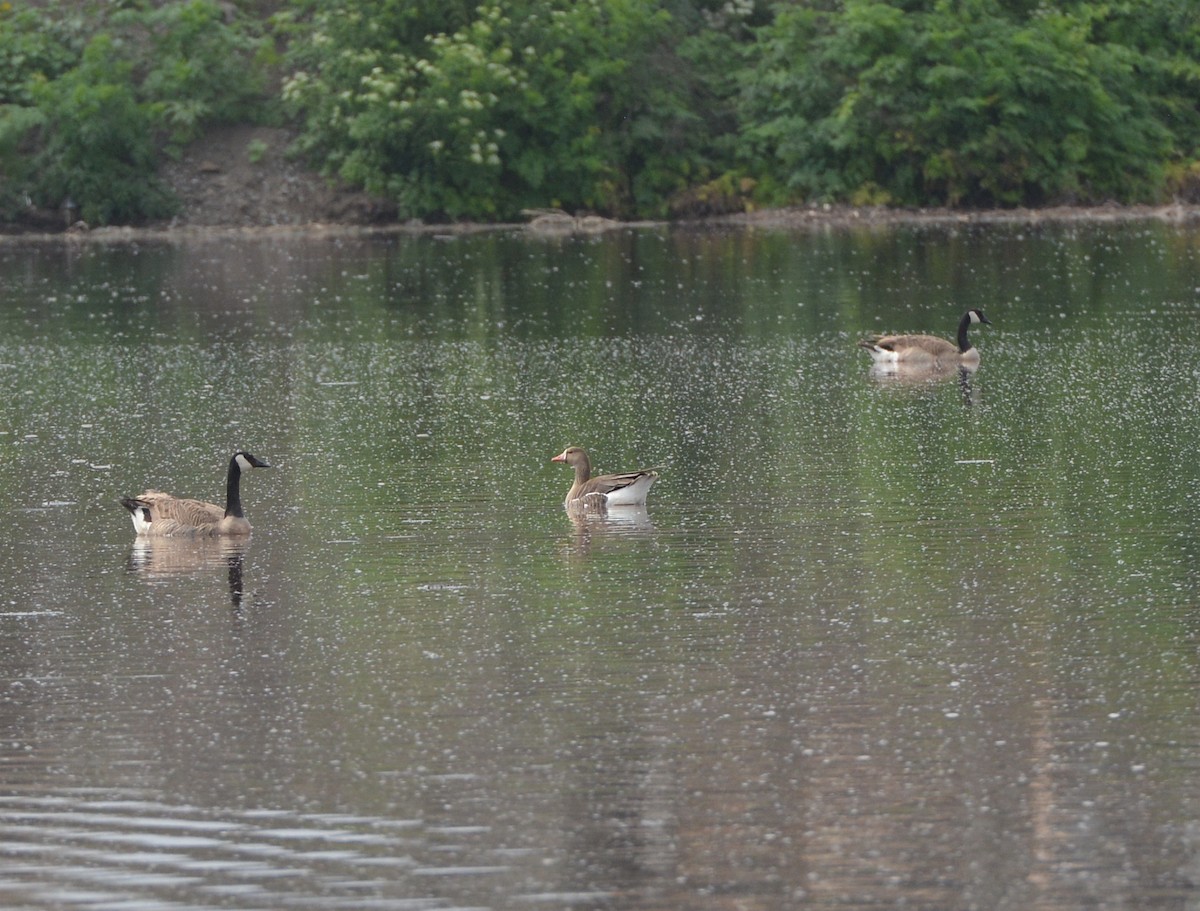 Greater White-fronted Goose (Western) - ML98457471