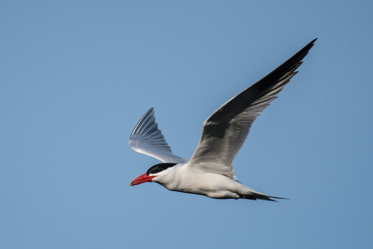 Caspian Tern - Jim Dehnert