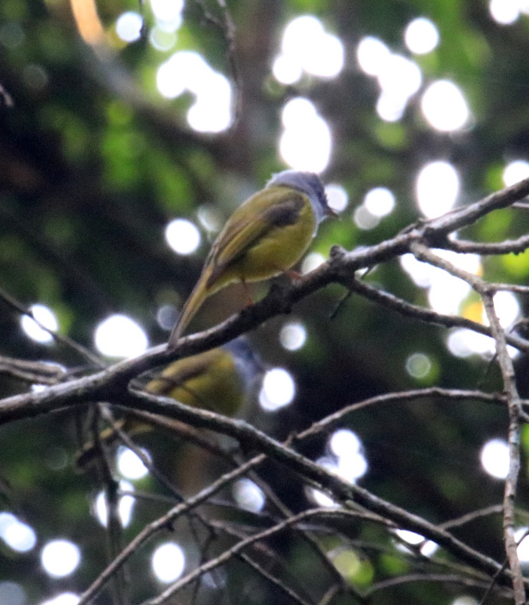 Gray-headed Canary-Flycatcher - ML98458481