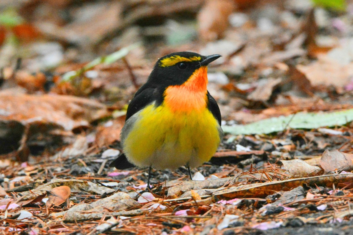 Narcissus Flycatcher - Yuval Kariv