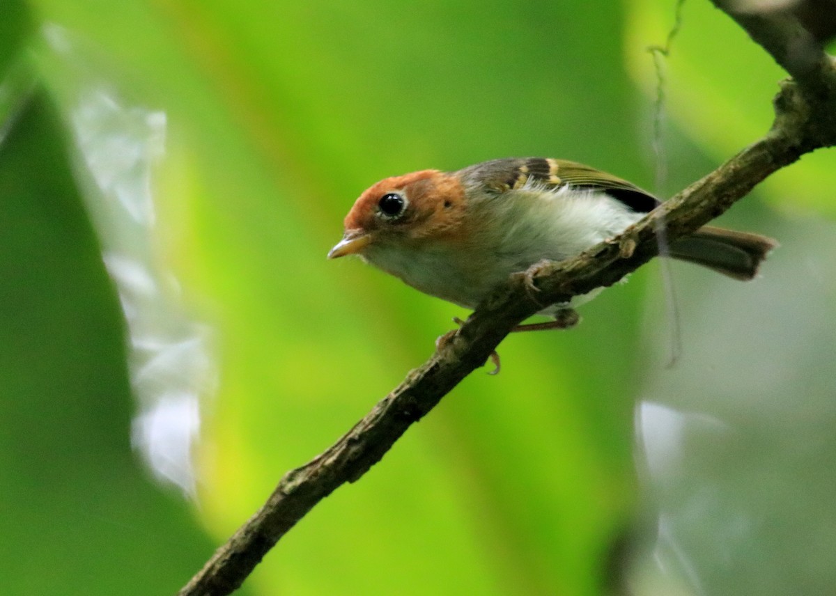 Sunda Warbler - ML98461221