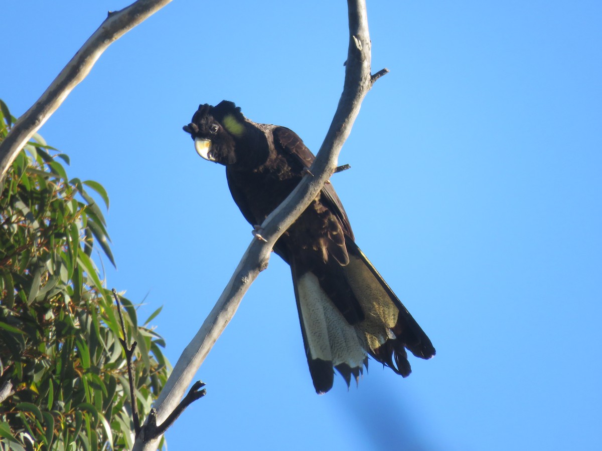 Yellow-tailed Black-Cockatoo - ML98461971