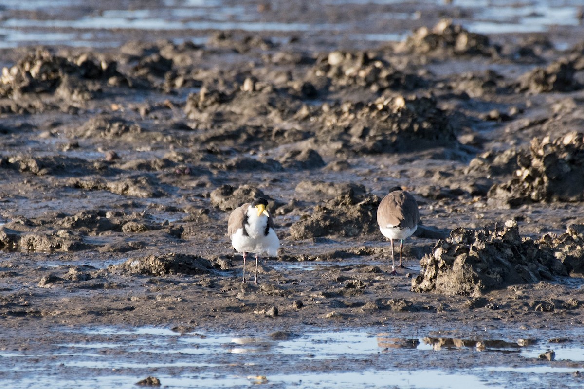 Masked Lapwing - ML98462021