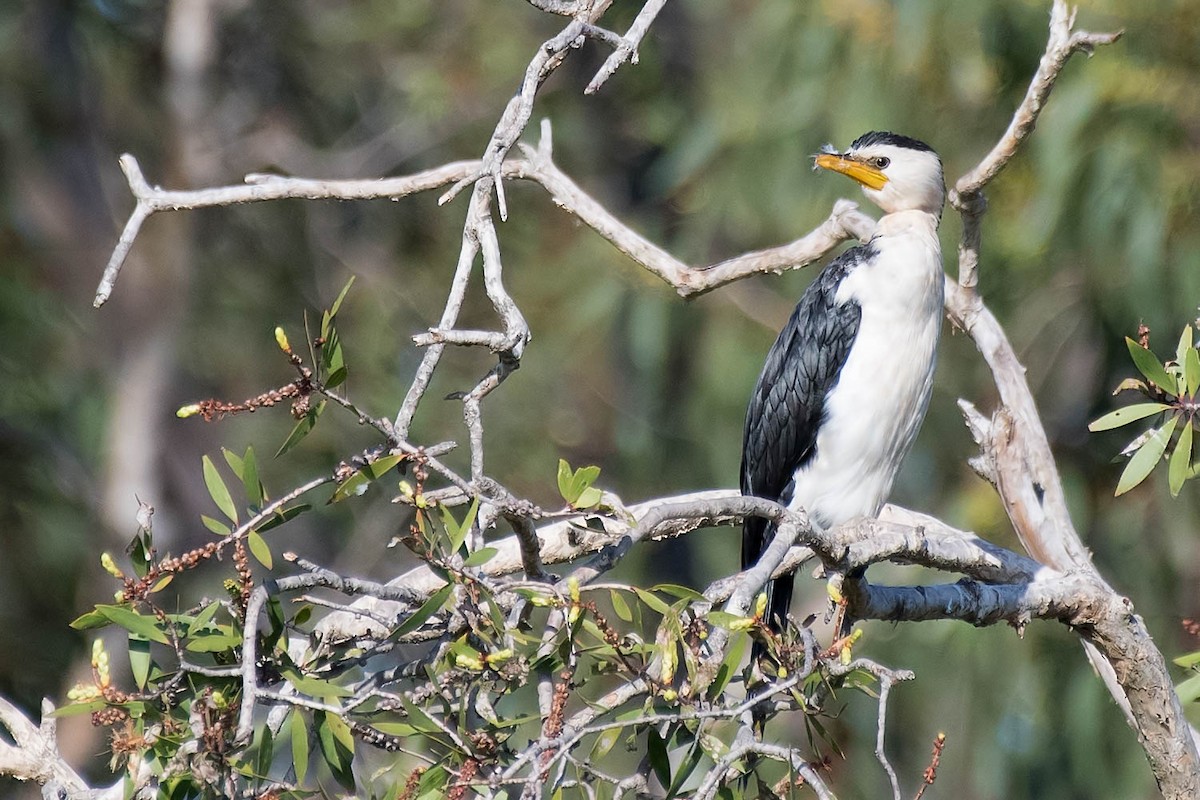 Little Pied Cormorant - ML98462351