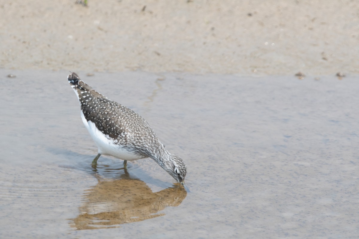 Green Sandpiper - Charles Wu