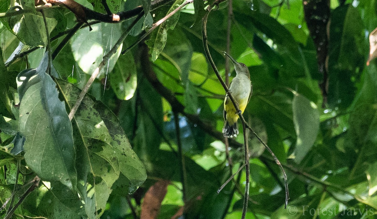 Orange-tufted Spiderhunter - Forest Botial-Jarvis