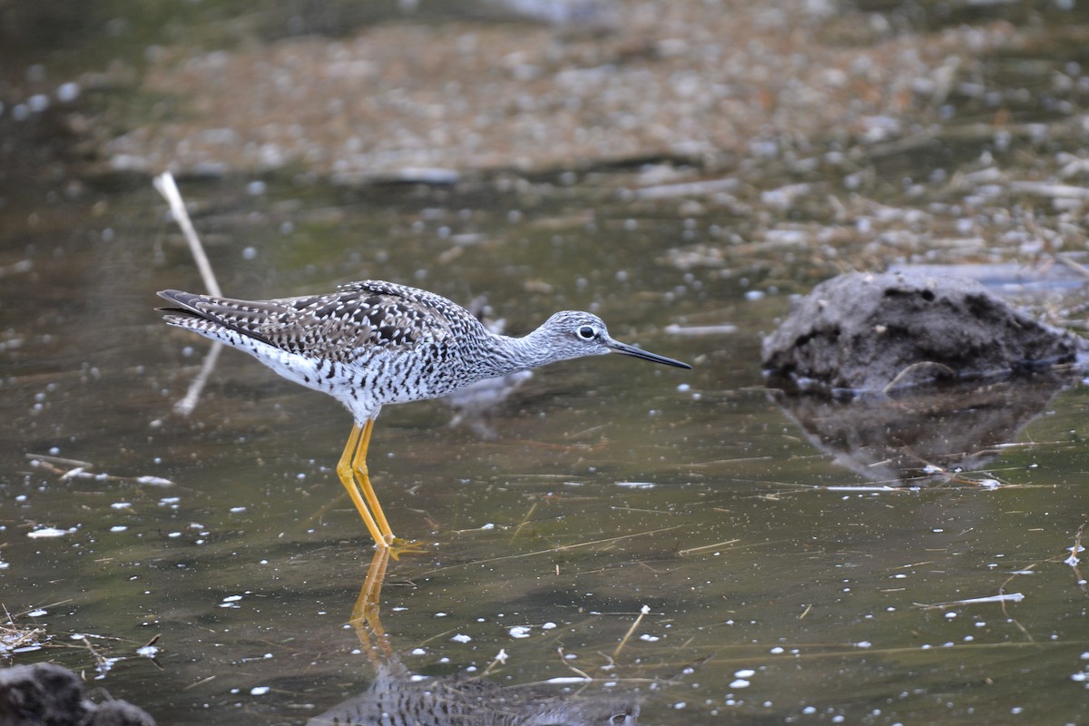 Greater Yellowlegs - ML98464611