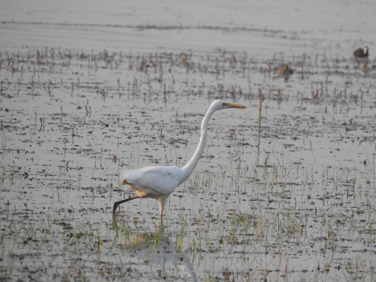 Great Egret - ML98464941