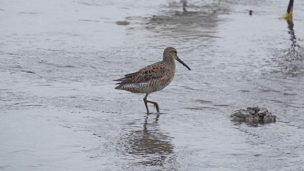 Short-billed Dowitcher - Tarran Maharaj