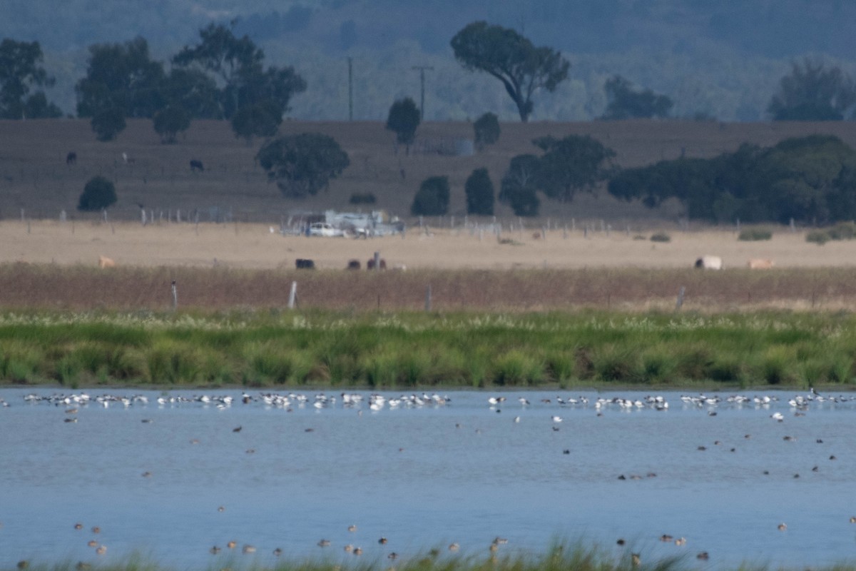 Red-necked Avocet - Terence Alexander