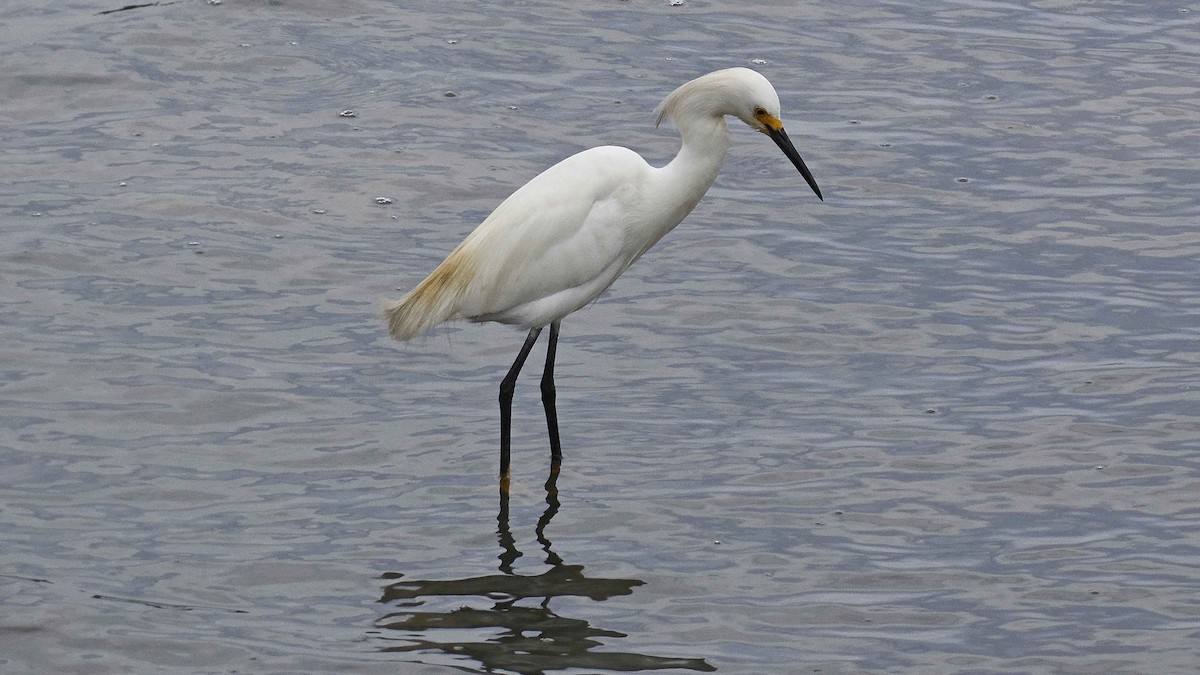 Snowy Egret - ML98465321