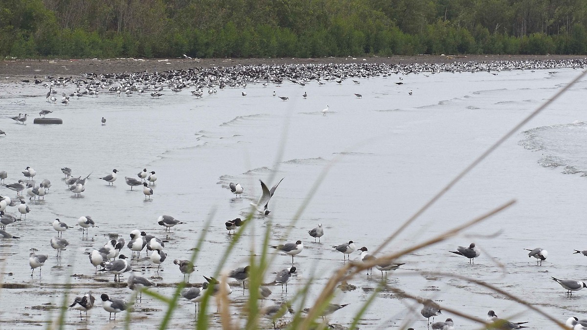 Laughing Gull - Tarran Maharaj