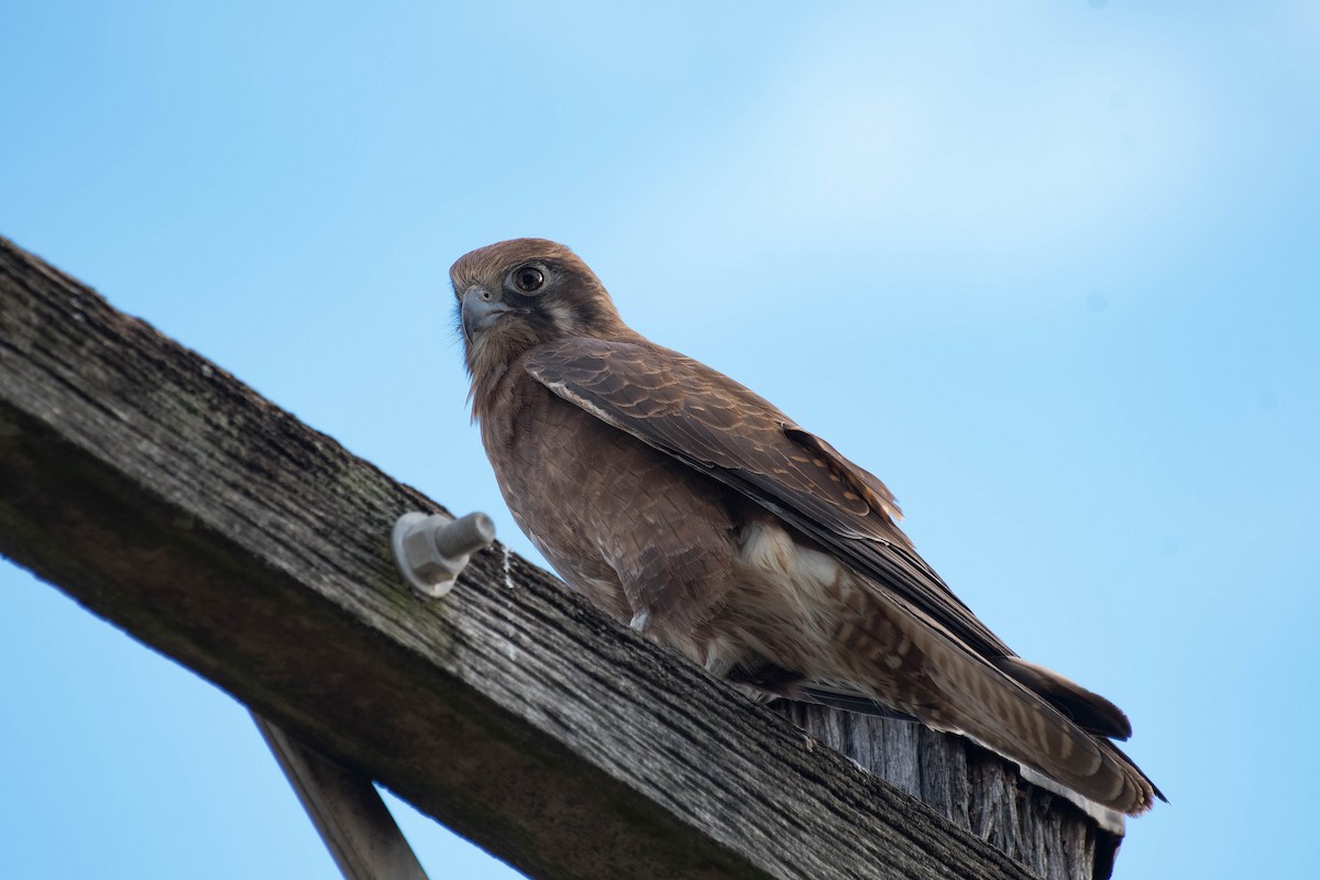 Brown Falcon - ML98465821