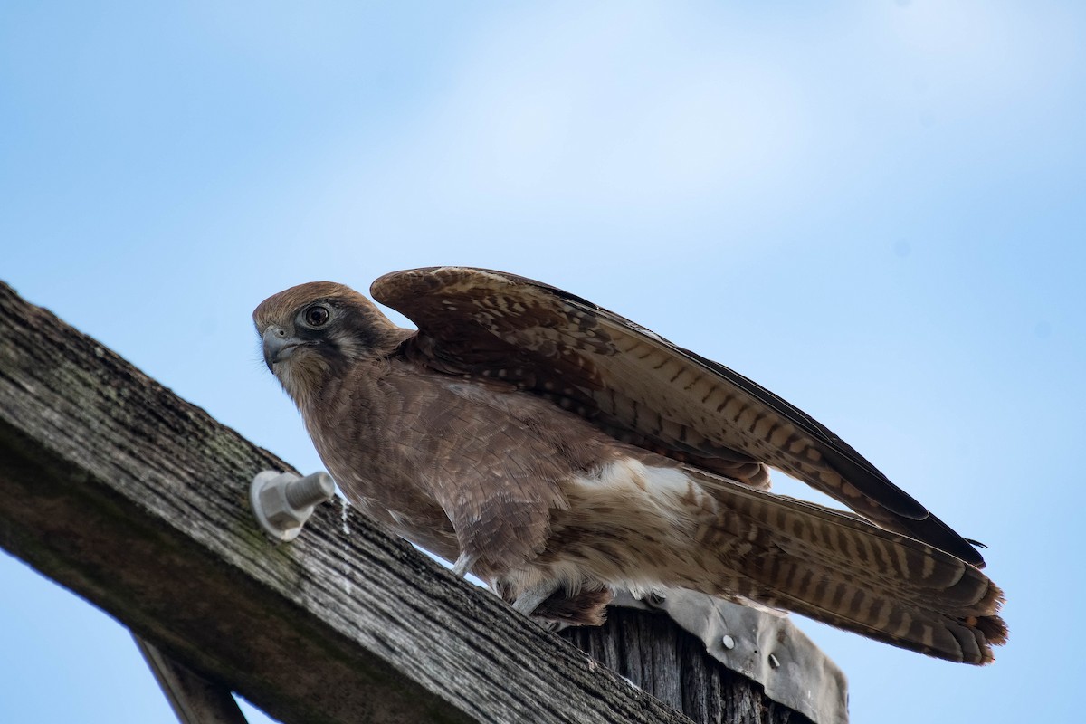 Brown Falcon - ML98465901